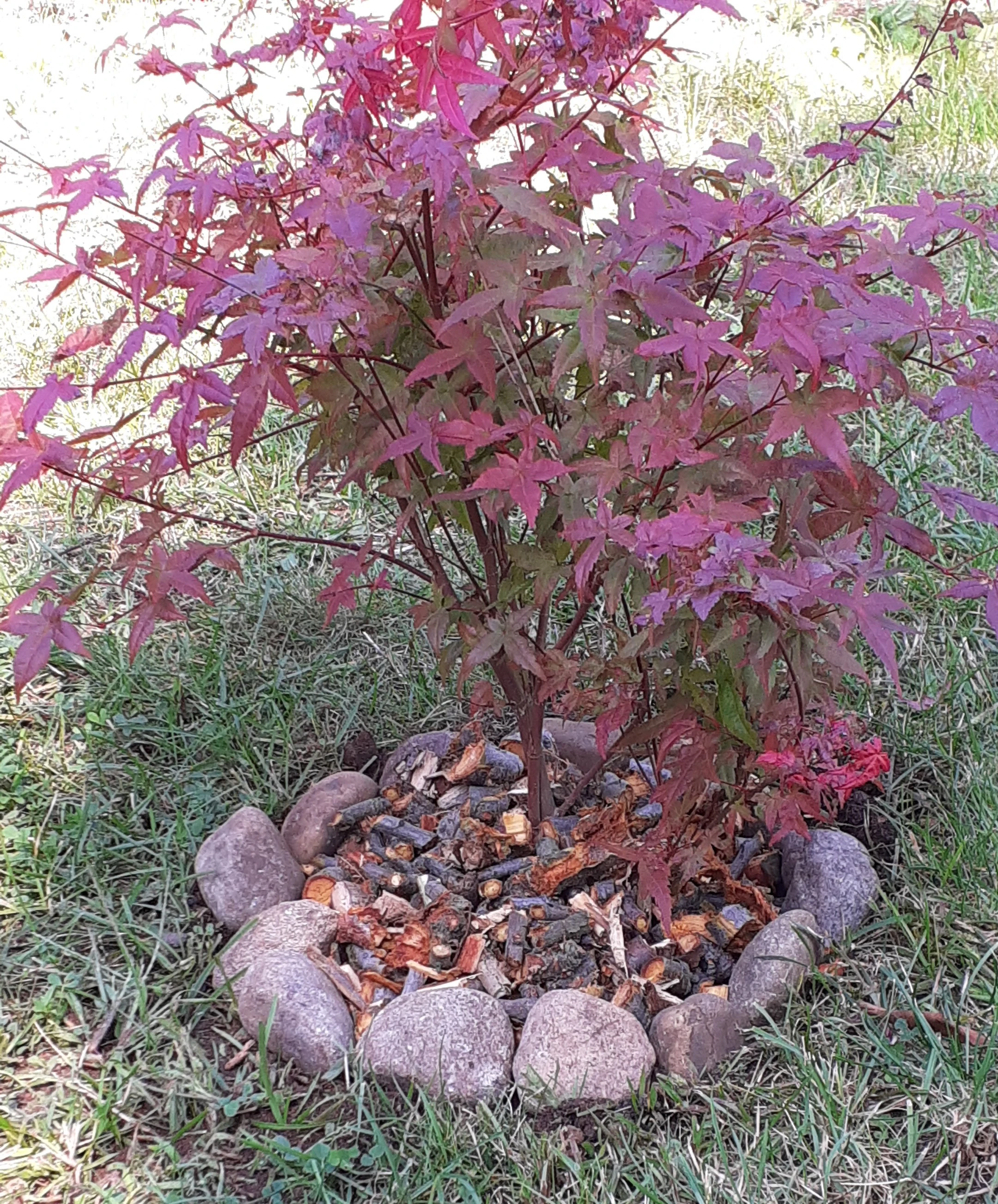 Pflanze aus dem Garten der Tagesmutter in Reinickendorf